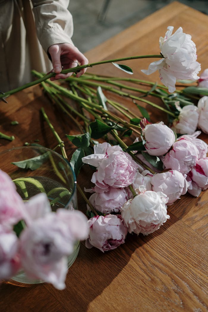 Delicate pink and white peonies being arranged on a wooden surface, perfect for floral decor.